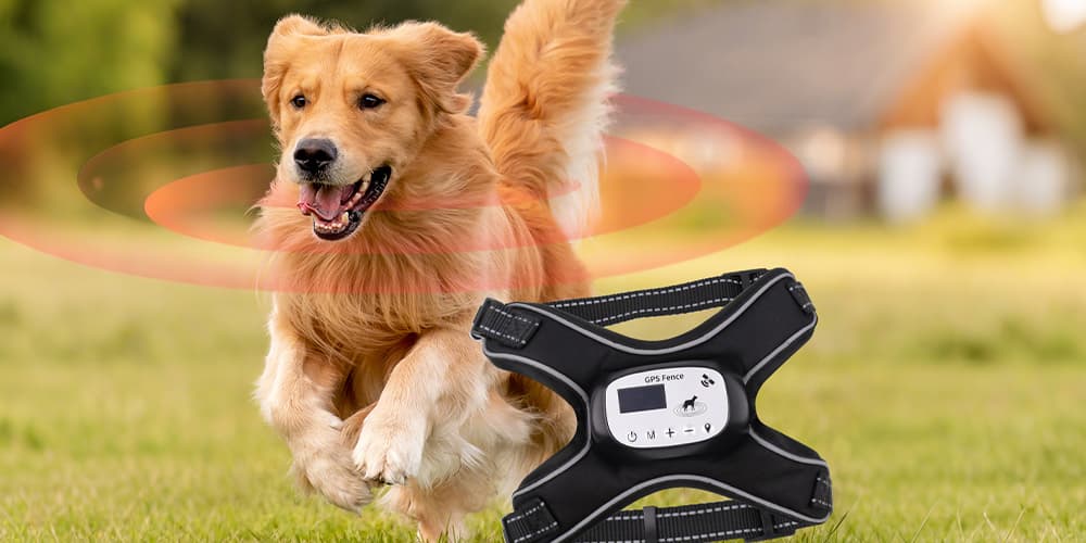 golden-retriever-running-on-grass-wearing-gps-dog-fence-ai-smart-harness-for-outdoor-boundary-control