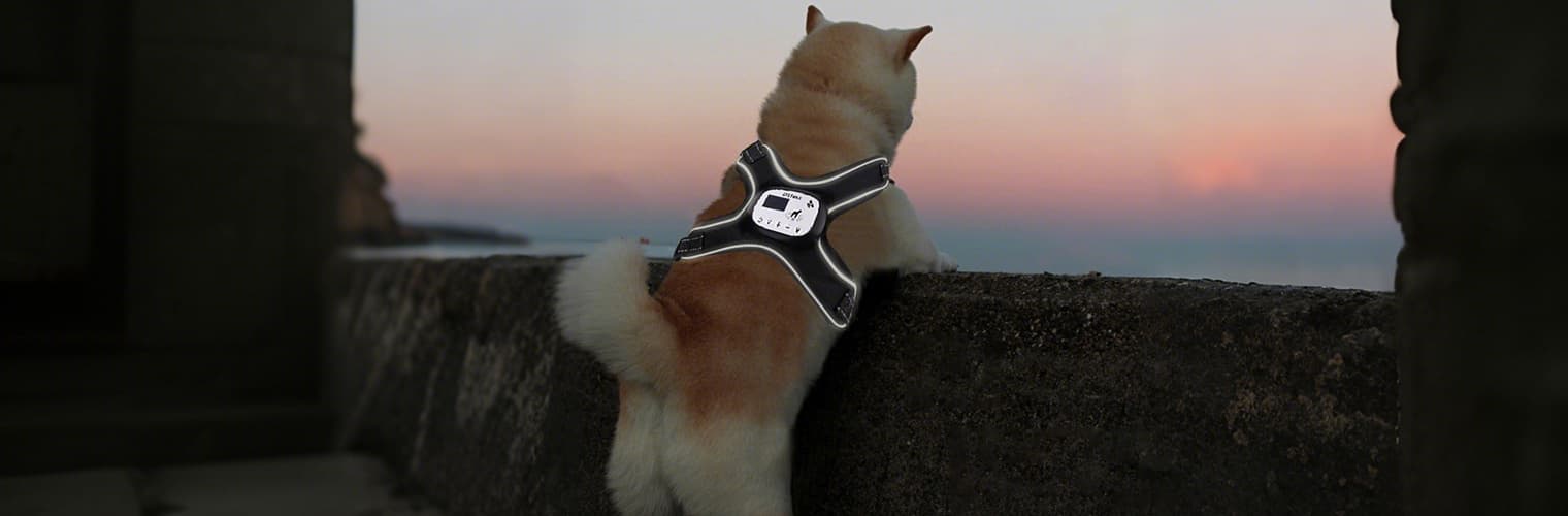 Dog wearing GPS dog fence harness while looking at sunset in outdoor scene