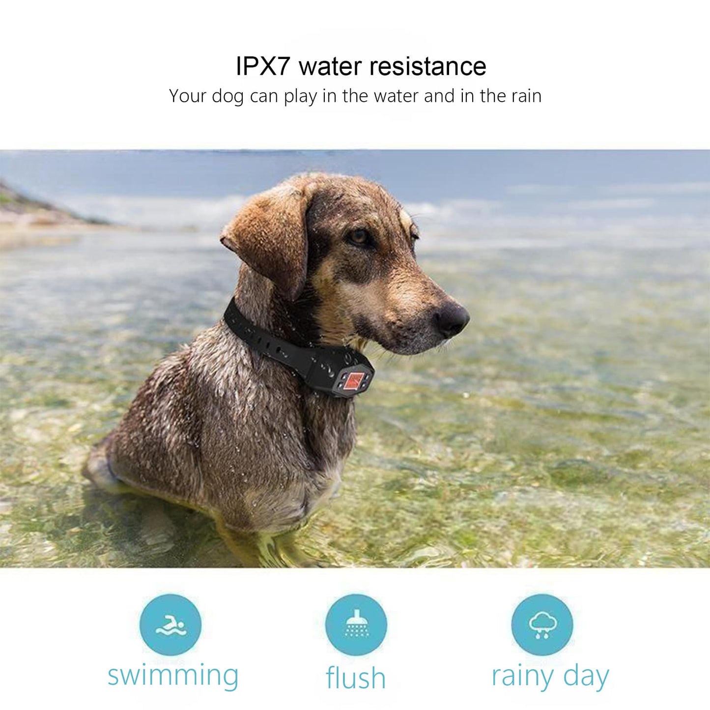 Dog wearing GPS fence training collar, IPX7 waterproof design for outdoor safety