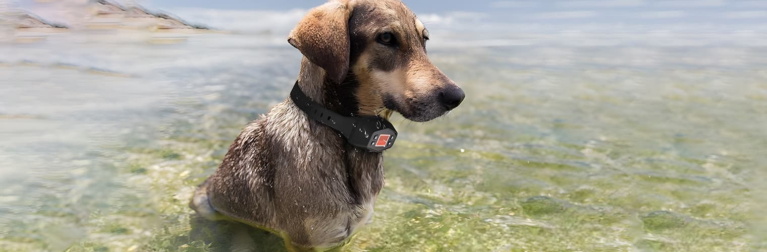 Dog wearing GPS fence training collar for safe boundary training outdoors