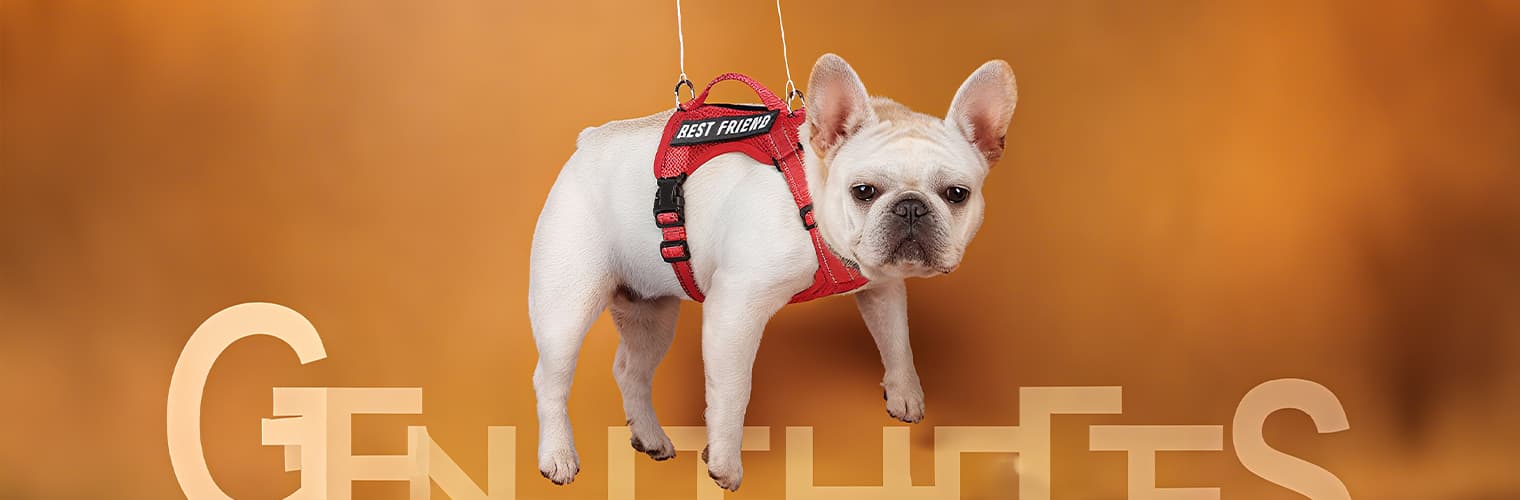 Harness and leash for small dogs fitted on french bulldog showing comfort and anti-escape design