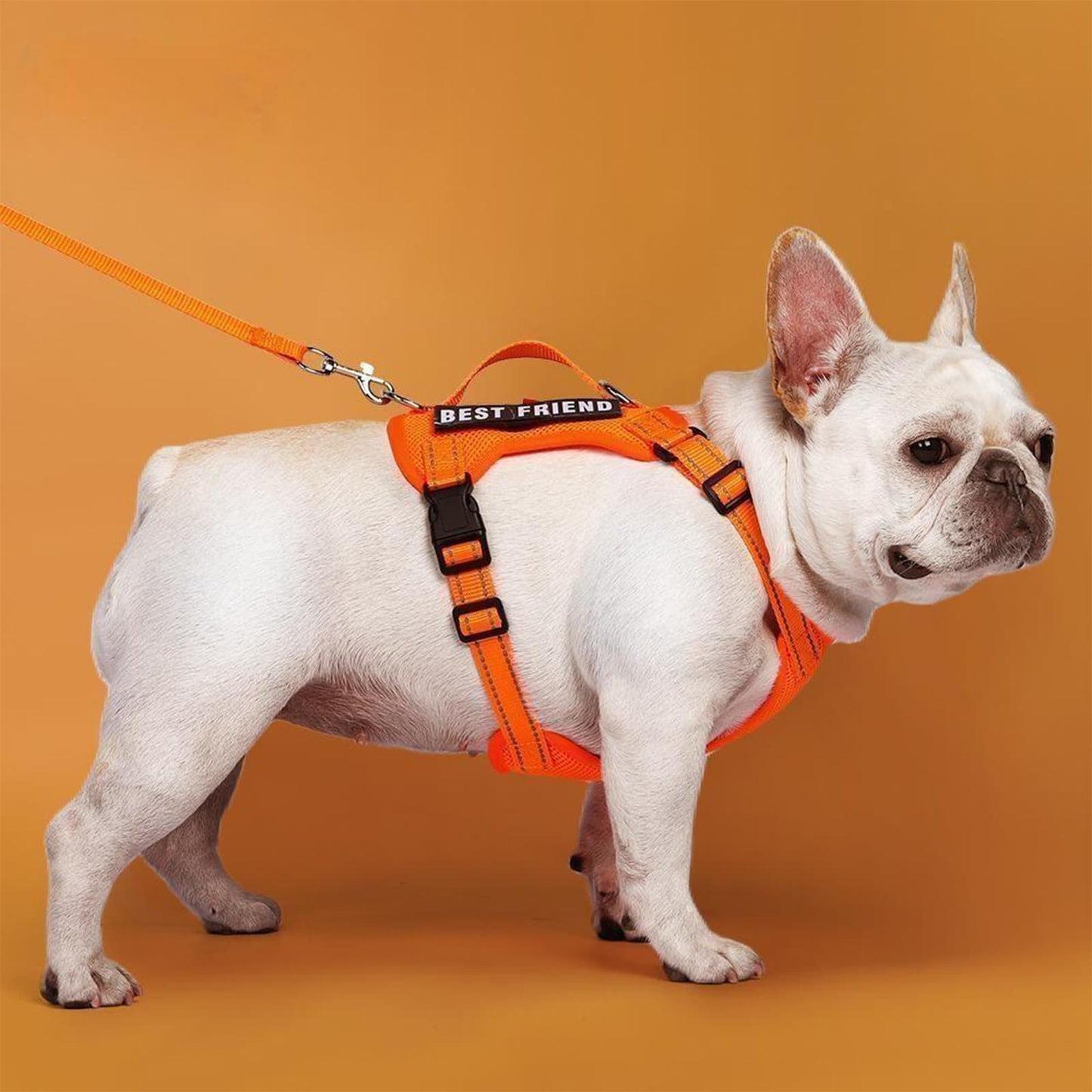 Harness and leash for small dogs french bulldog wearing escape-proof vest harness