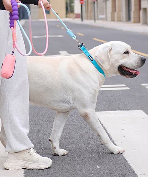close-up-of-a-labrador-retriever-walking-on-a-crosswalk-with-a-blue-collar-and-pastel-leash-in-city-background
