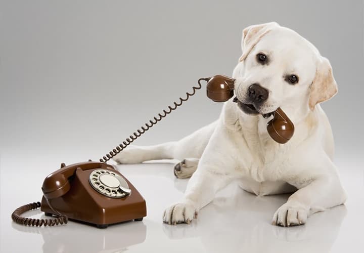 labrador-retriever-dog-lying-on-floor-holding-vintage-telephone-receiver-in-mouth-for-contact-us-page