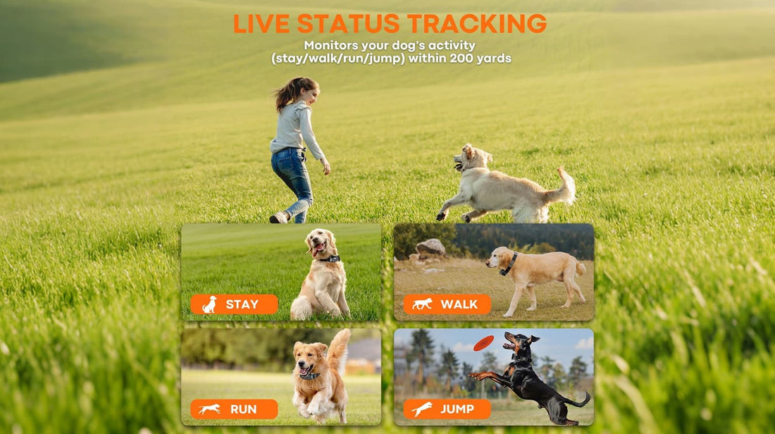 Live status tracking showing dog activity stay walk run jump within 200 yards