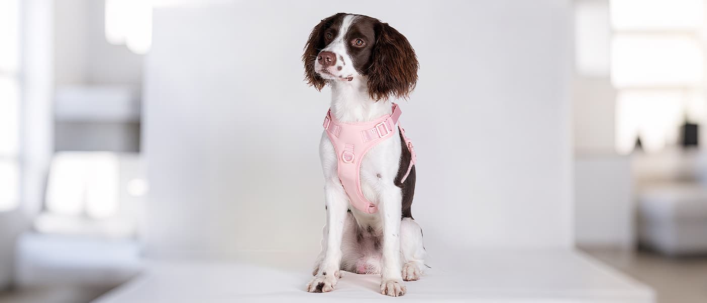No pull dog harness in cherry blossom pink worn by a dog indoors, showing soft padded chest and adjustable straps