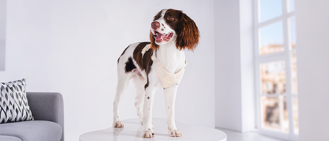 No pull dog harness in cream yellow color, comfortable lightweight fit for daily dog walks