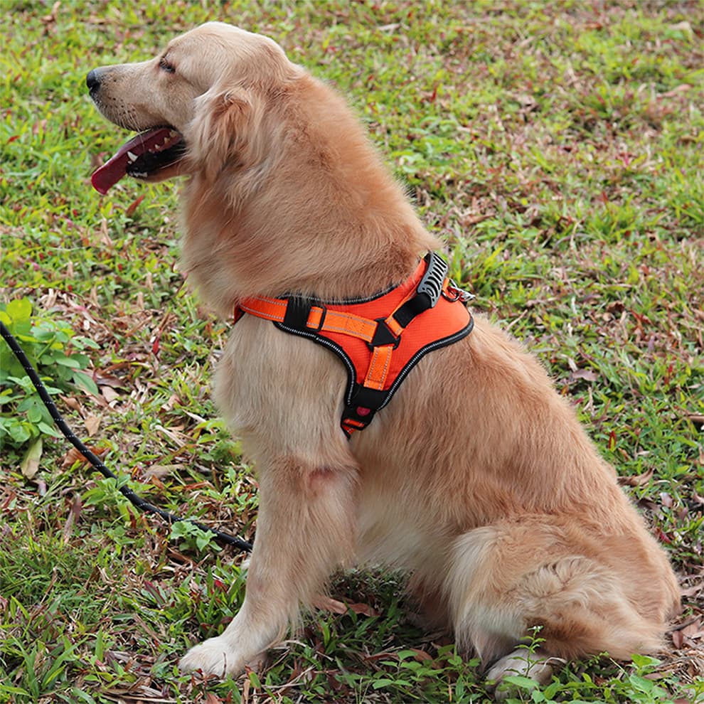 Golden retriever wearing orange no pull dog harness while sitting outdoors