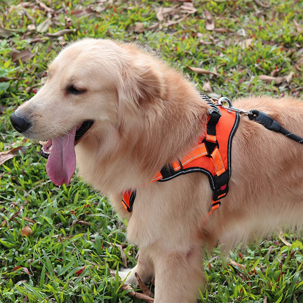 Golden retriever walking with reflective no pull dog harness for large dogs