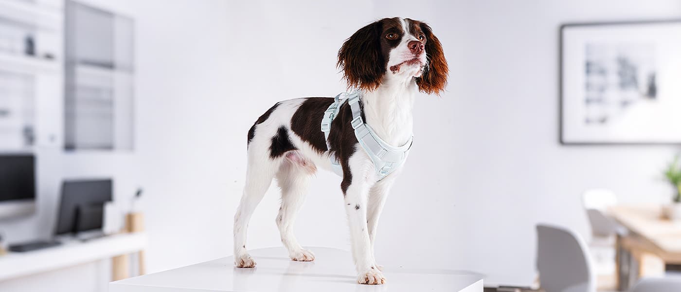 No pull dog harness in far sky blue shown on a dog indoors, featuring breathable mesh and ergonomic design