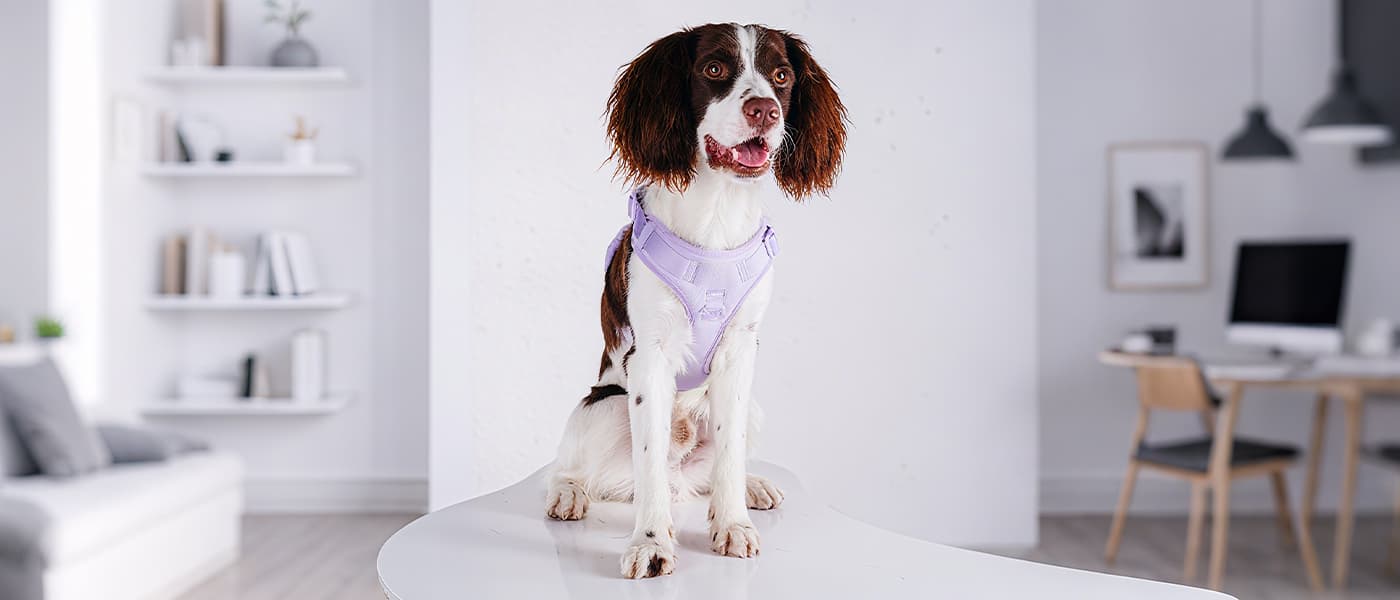 No pull dog harness in taro purple with front clip and padded vest, modeled by a dog in a cozy home setting