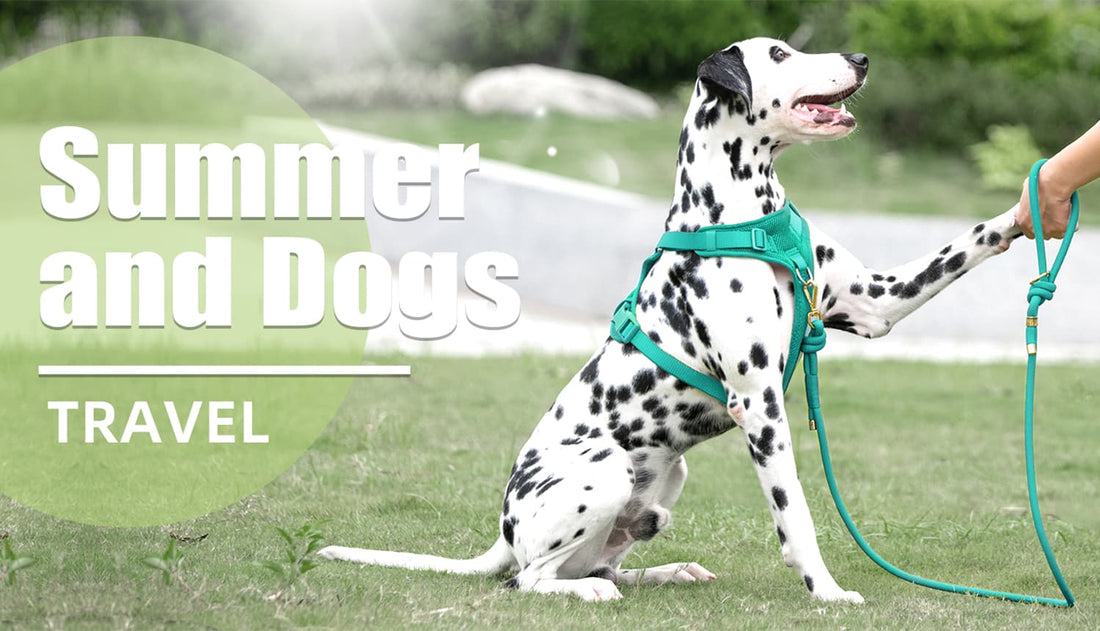 No pull dog leash for safe outdoor walking and summer travel with dogs