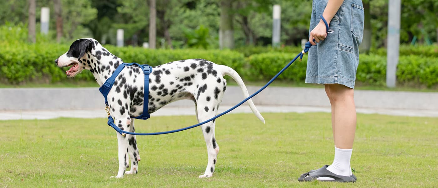 Pet walking in park using no pull dog leash for steady control and safety