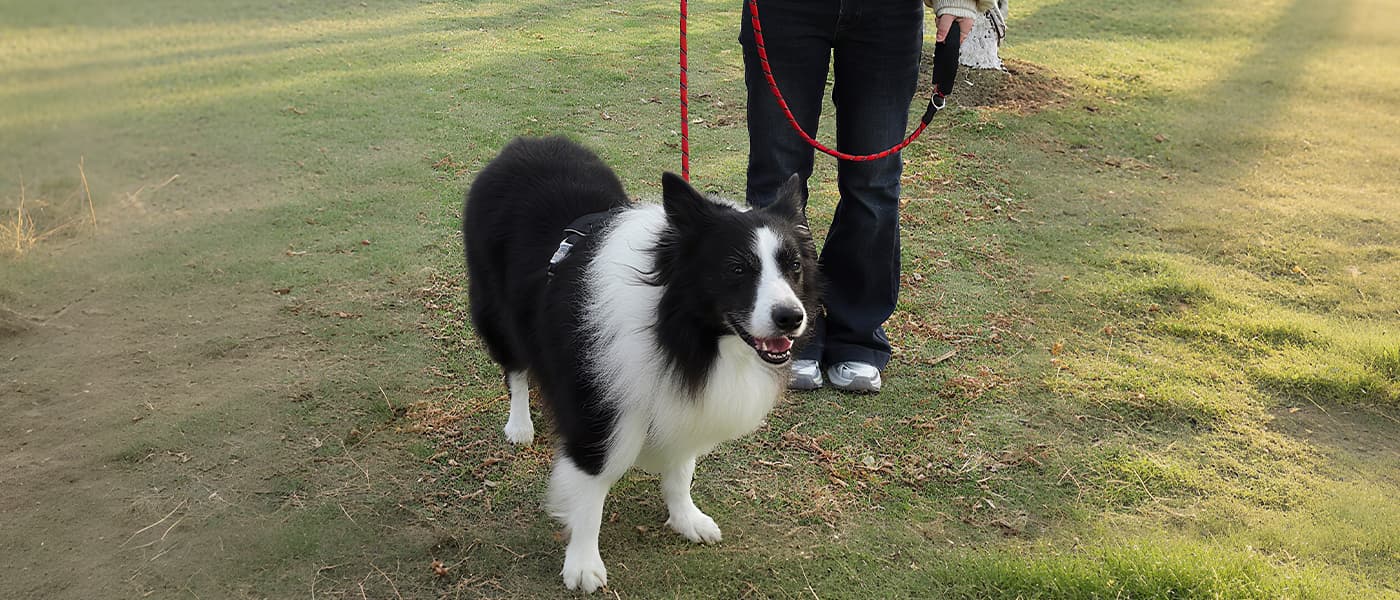 Strong red rope dog leash used for training large dogs during outdoor walk