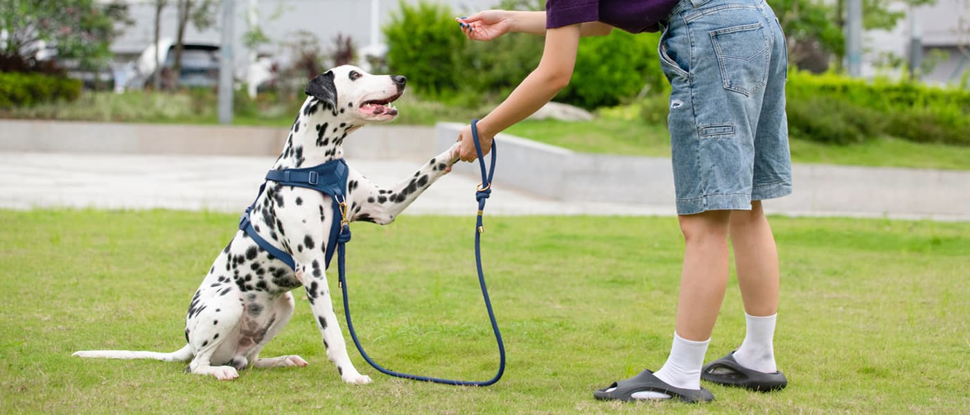 Dog training with no pull dog leash showing obedience and gentle communication during walking