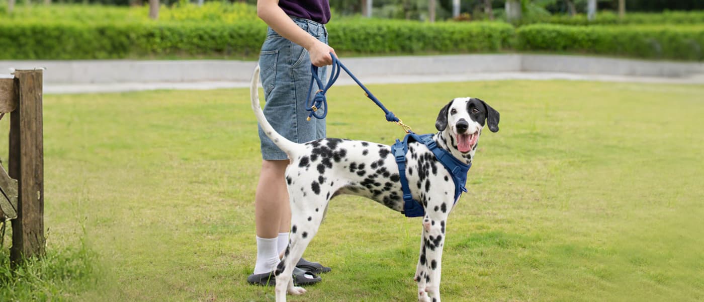 No pull dog leash for daily outdoor walks providing comfort and control for pet owners