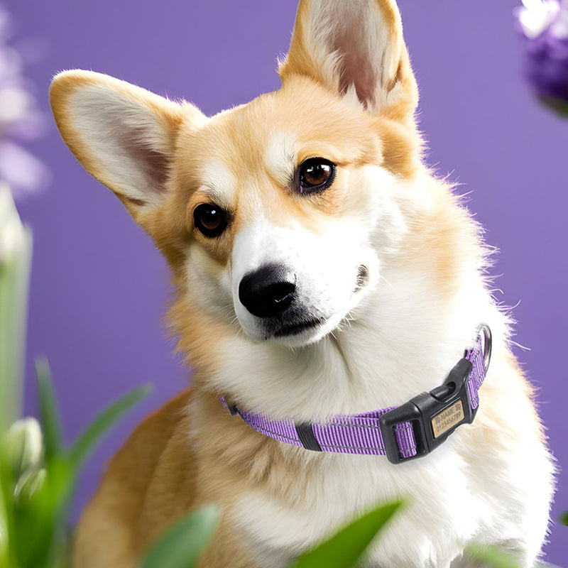 Colorful nylon dog collars available in red, purple, gray, and more