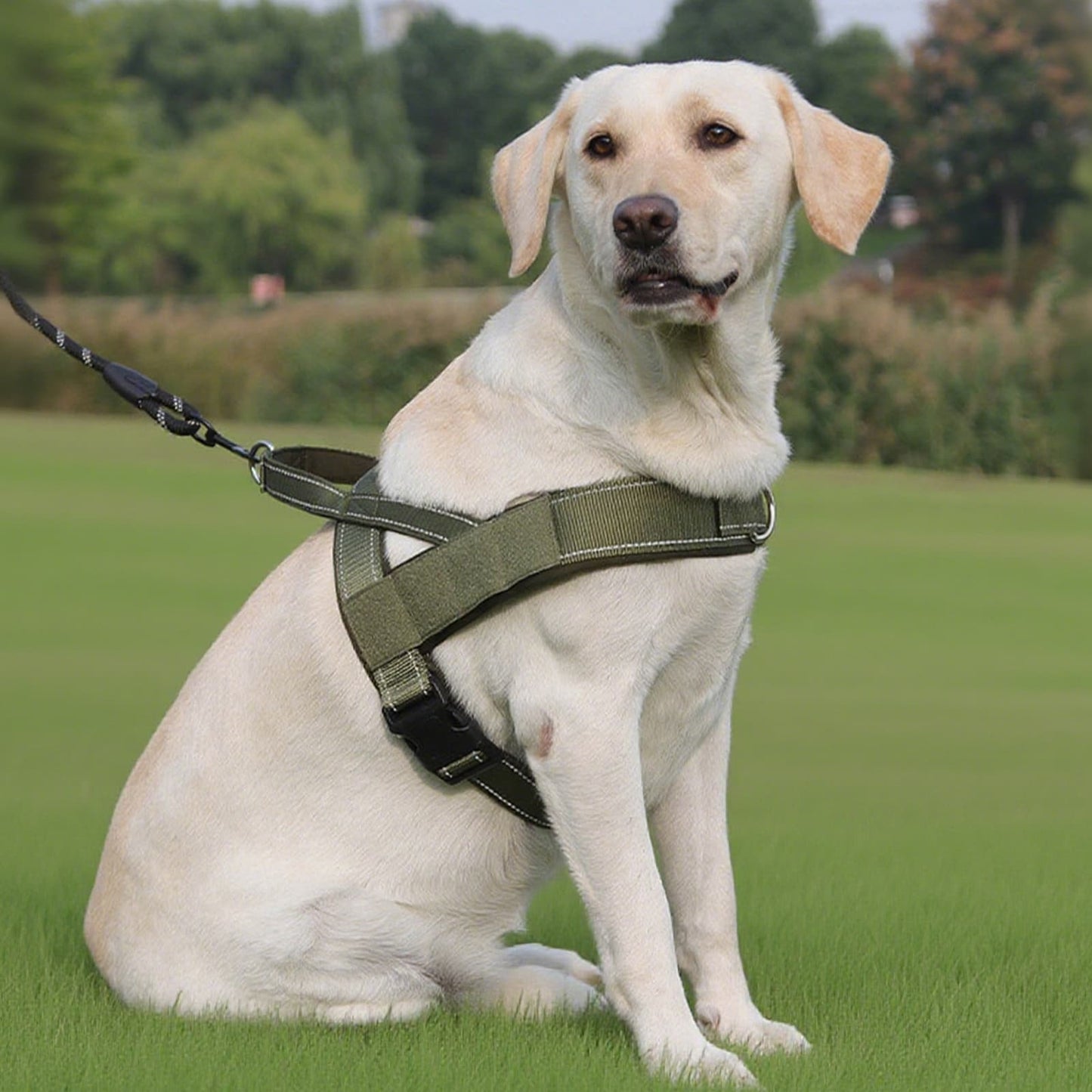 Green tactical harness shown in outdoor scene for medium and large dogs