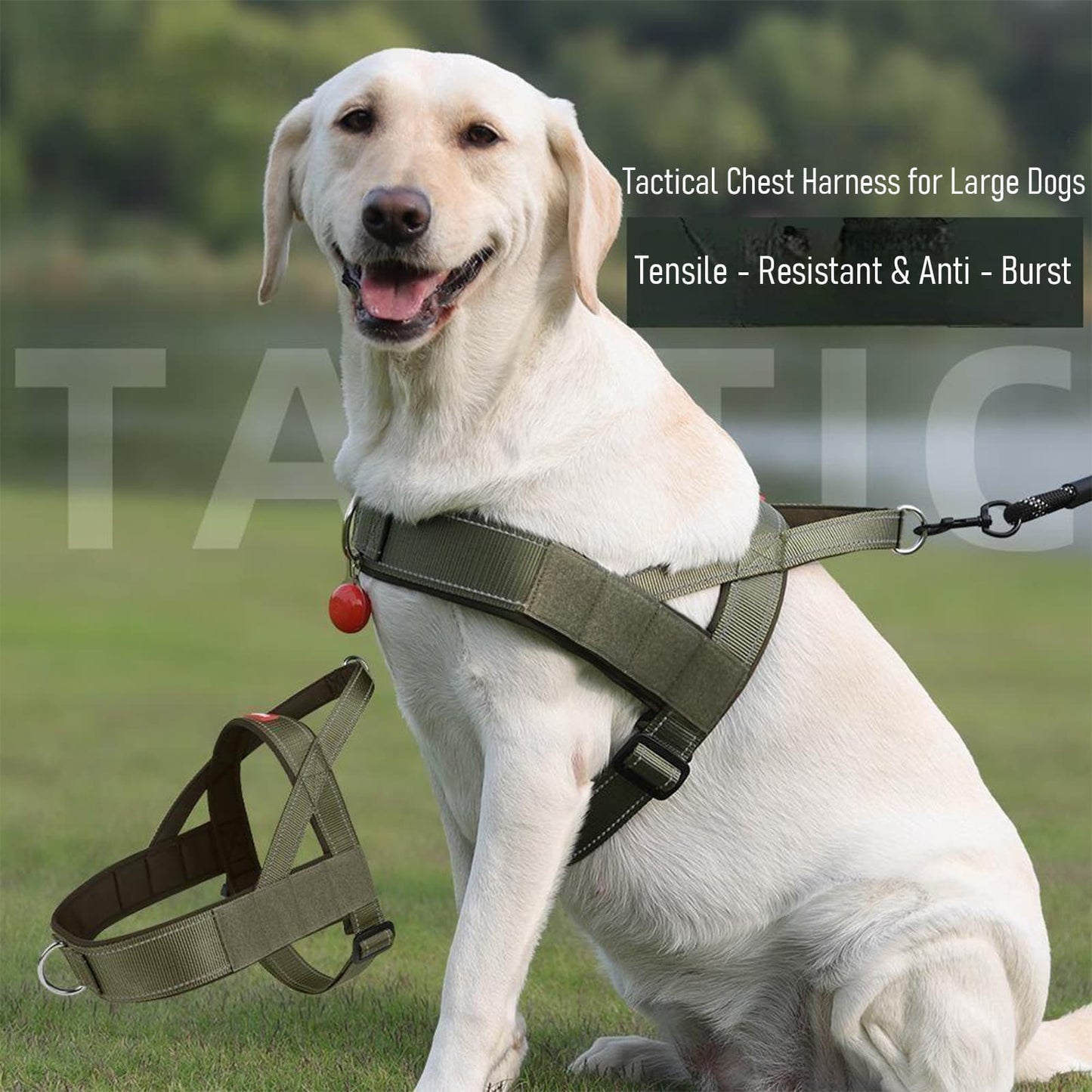 Tactical vest-style harness worn by a large dog for outdoor walking