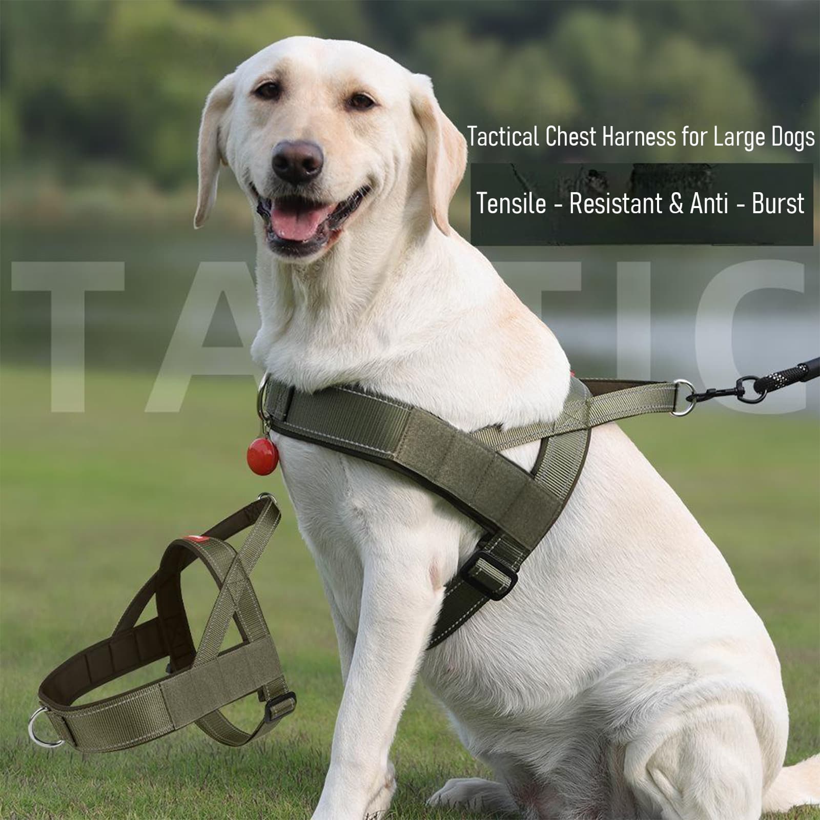 Tactical vest-style harness worn by a large dog for outdoor walking