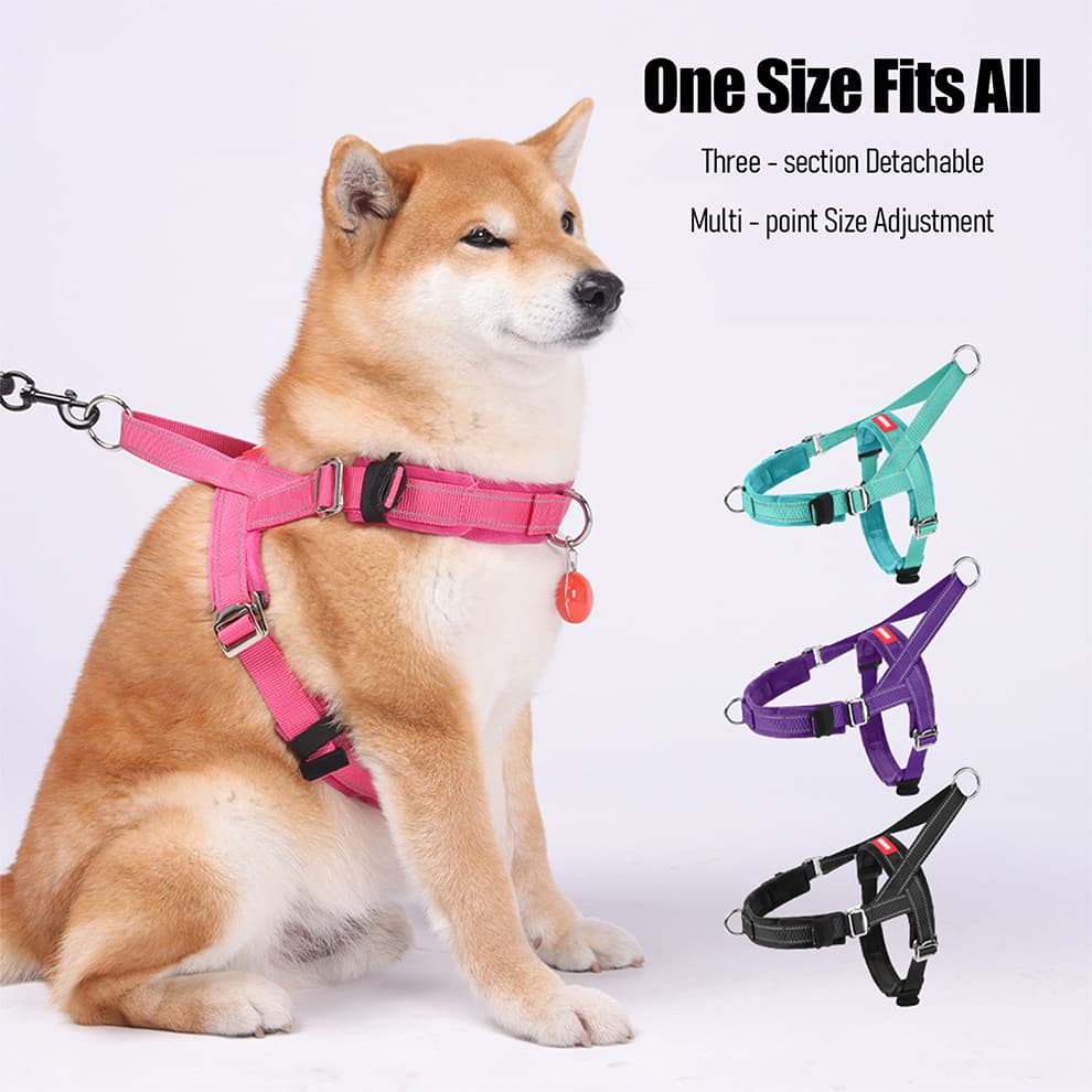 Shiba Inu dog wearing pink adjustable harness with reflective straps