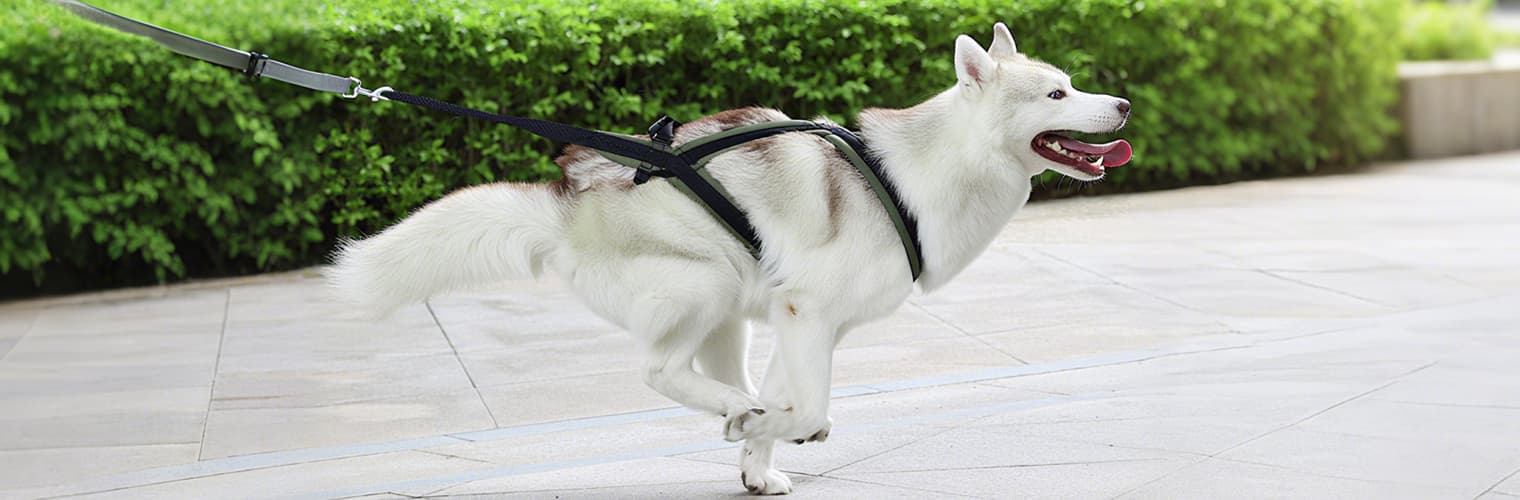 Dog running safely with sled dog harness for pulling