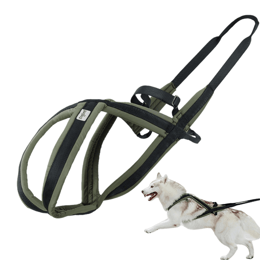 Sled dog harness for huskies and large dogs designed for pulling sports