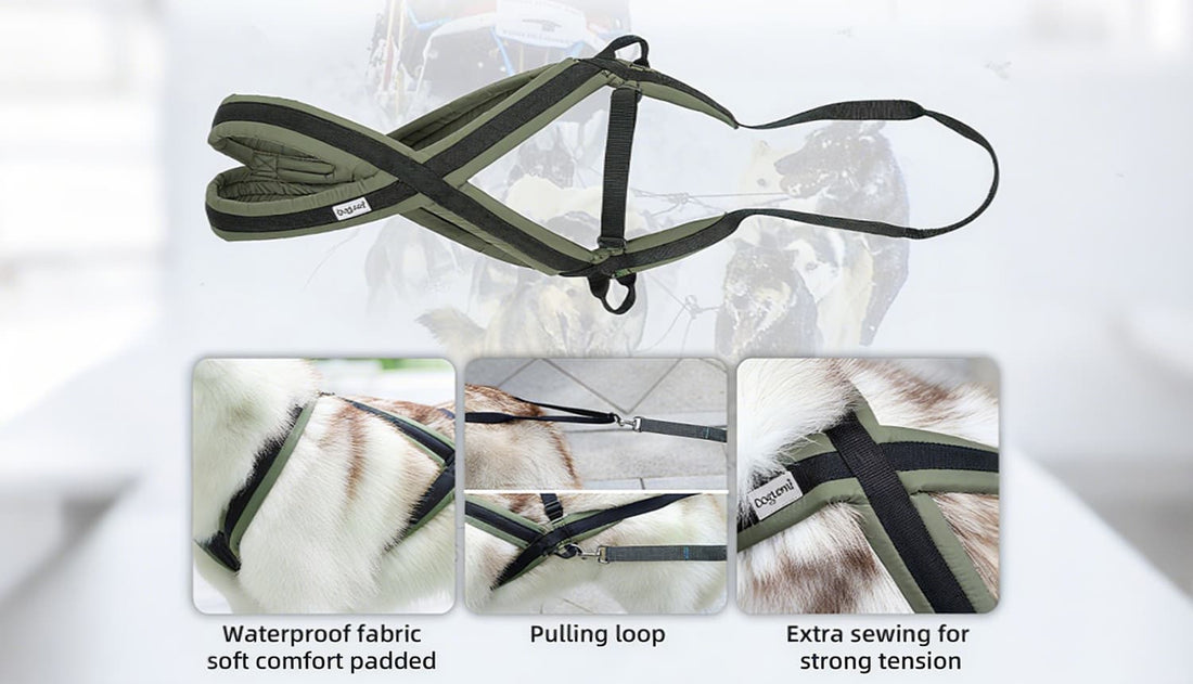 Sled dog harness with waterproof fabric, pulling loop and reinforced stitching