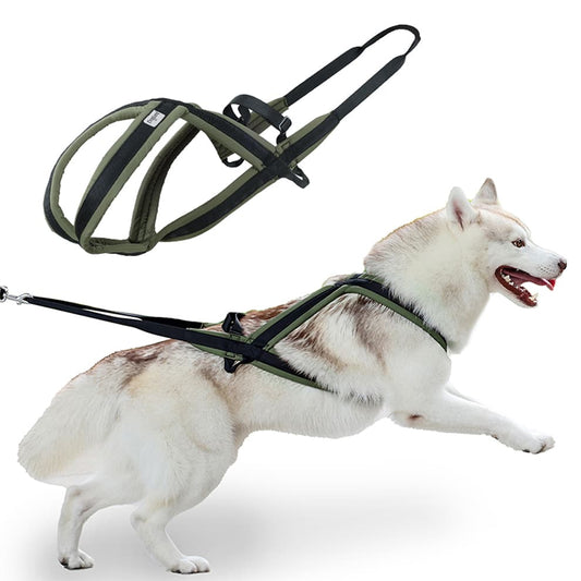 Close up view of sled harness for dogs with padded lining and reinforced straps