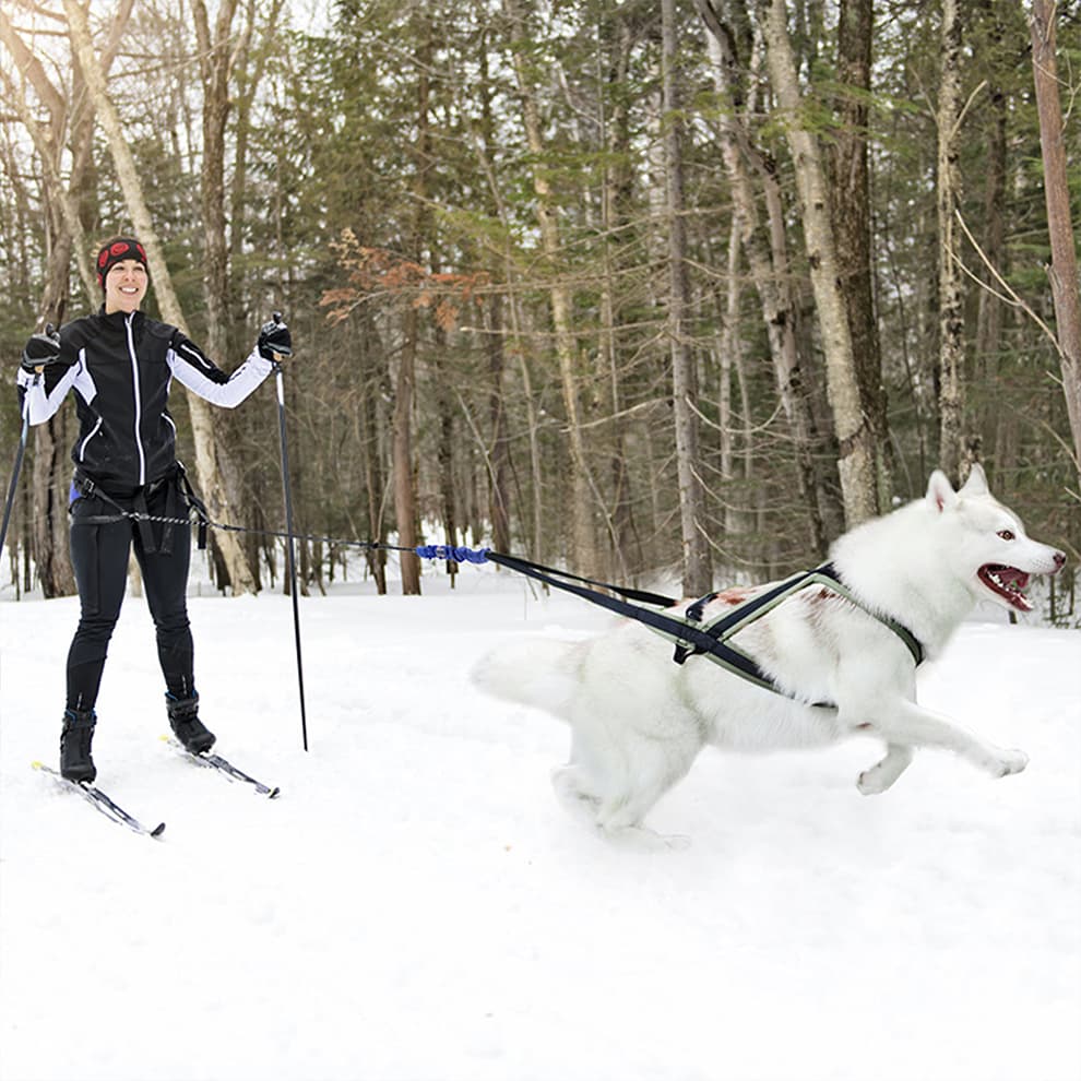 Husky pulling sled in snow with sledding dog harness for winter sports