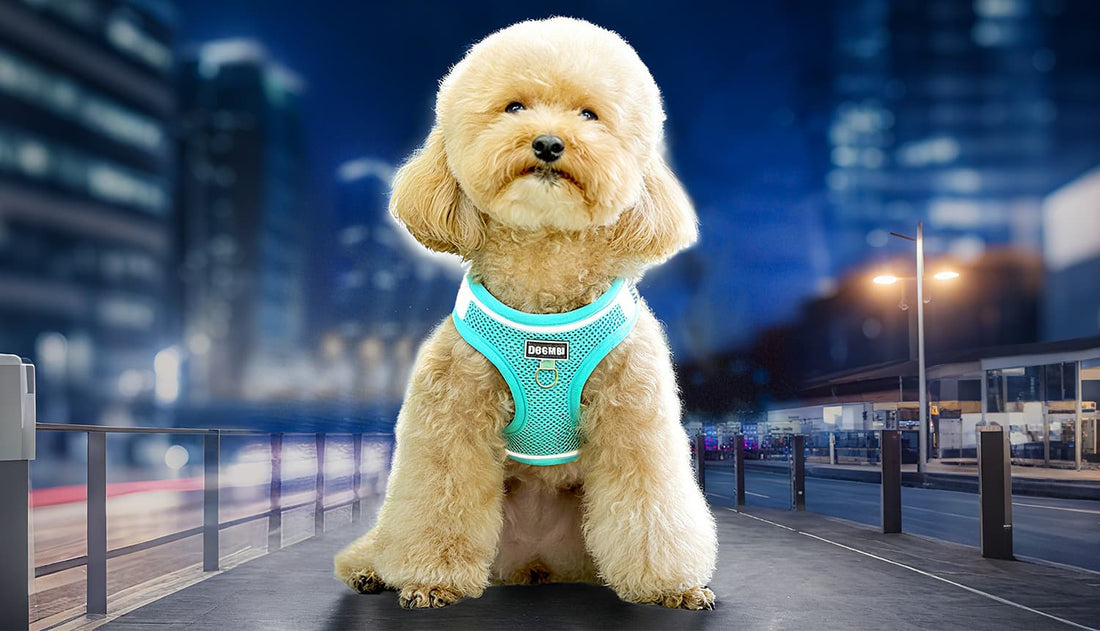 Small dog harness and leash in turquoise breathable mesh with reflective design, showcased on a cute poodle at night