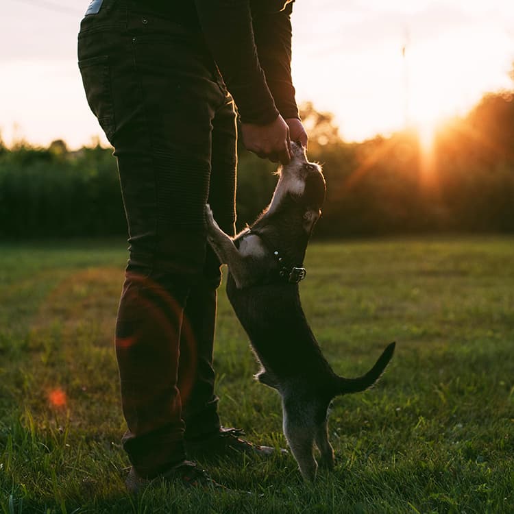 silhouette-of-small-dog-playing-and-jumping-on-owner-during-sunset