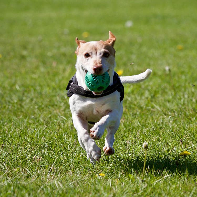 small-terrier-running-on-grass-wearing-black-harness-holding-green-ball