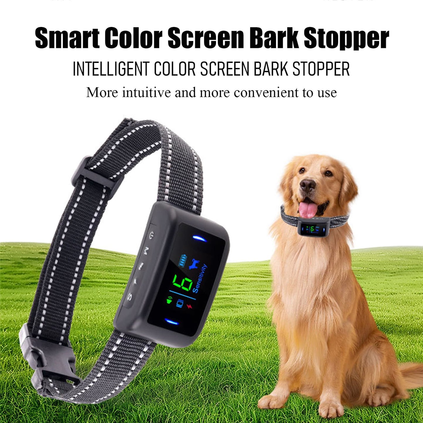 Golden retriever wearing intelligent bark control collar with color display