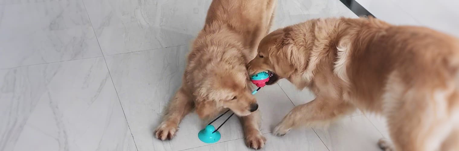 Dog playing with suction cup dog toy after installation for chewing and fun