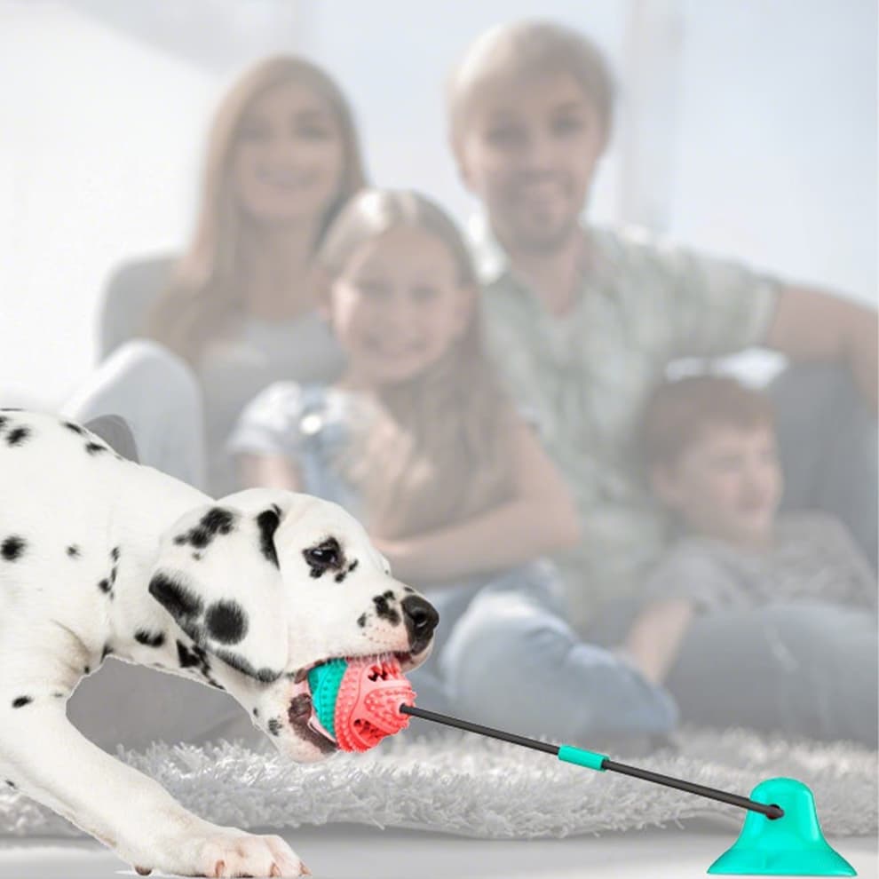 Suction cup dog toy with dalmatian chewing and pulling indoors