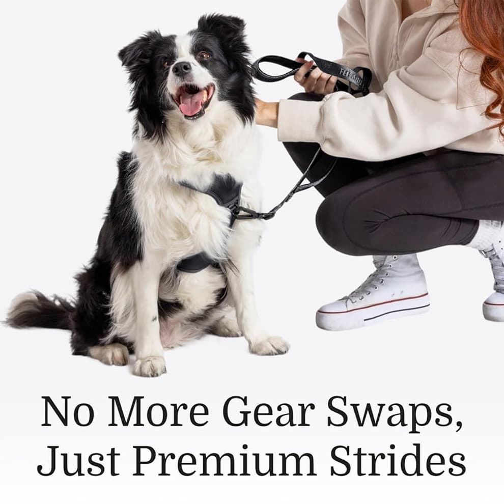Adjustable dog harness with padded chest support and secure strap system