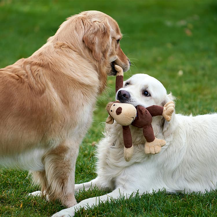 golden-retrievers-playing-together-one-holding-plush-monkey-toy-in-mouth