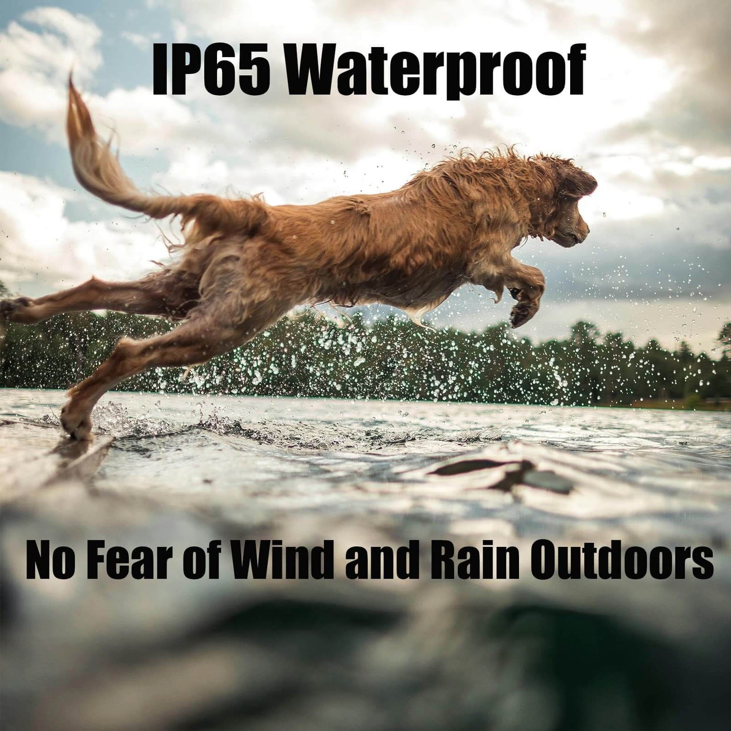 Dog running outdoors while wearing waterproof bark control collar with IP65 rainproof design