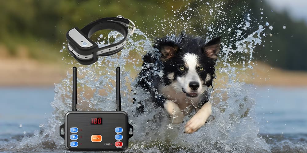 border-collie-running-through-water-with-wireless-dog-fence-transmitter-and-waterproof-training-collar