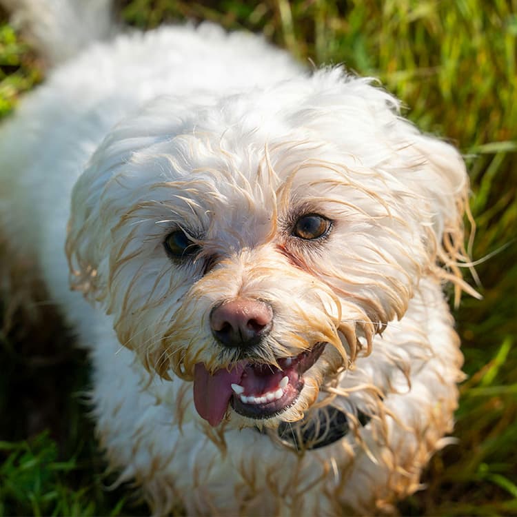 close-up-of-wet-white-dog-with-happy-expression-on-grass