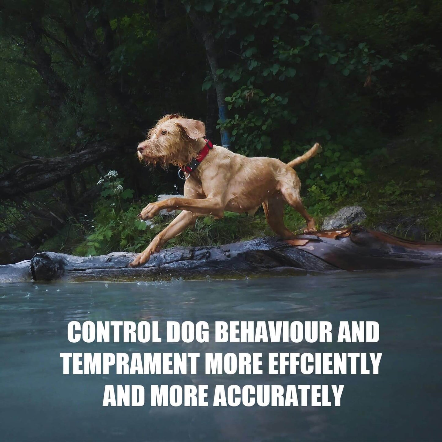 Dog training with wireless fence collar for safe and reliable outdoor boundary control