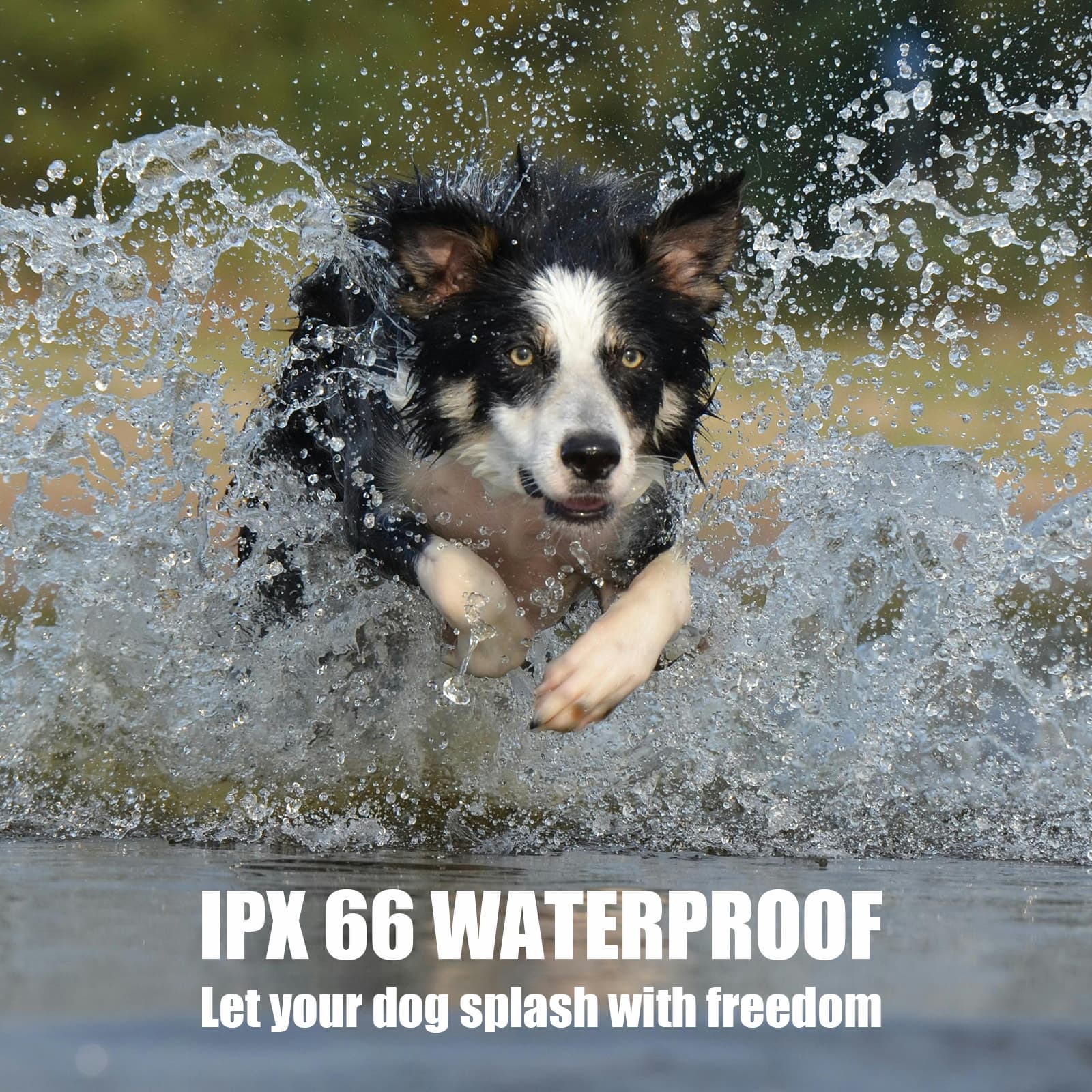 Dog running outdoors wearing IPX66 waterproof wireless dog fence training collar