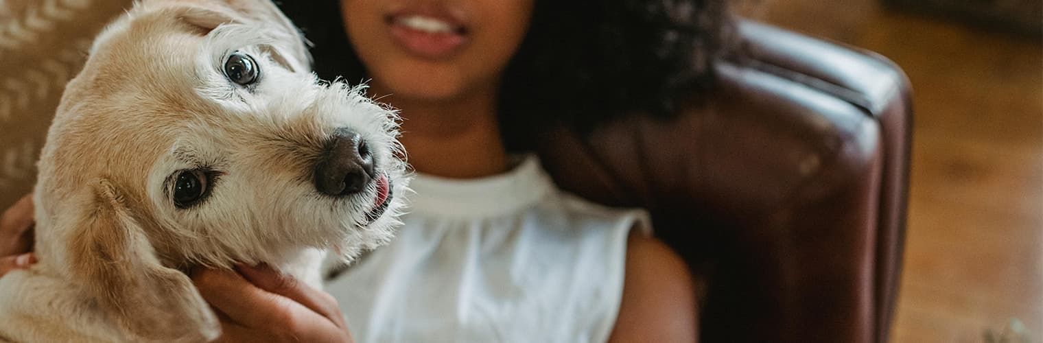 woman-relaxing-on-leather-sofa-holding-small-white-dog-looking-at-camera
