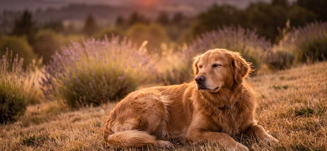 Is lavender safe for dogs? A peaceful Golden Retriever resting in a field near lavender plants during sunset, symbolizing a calm and safe environment.