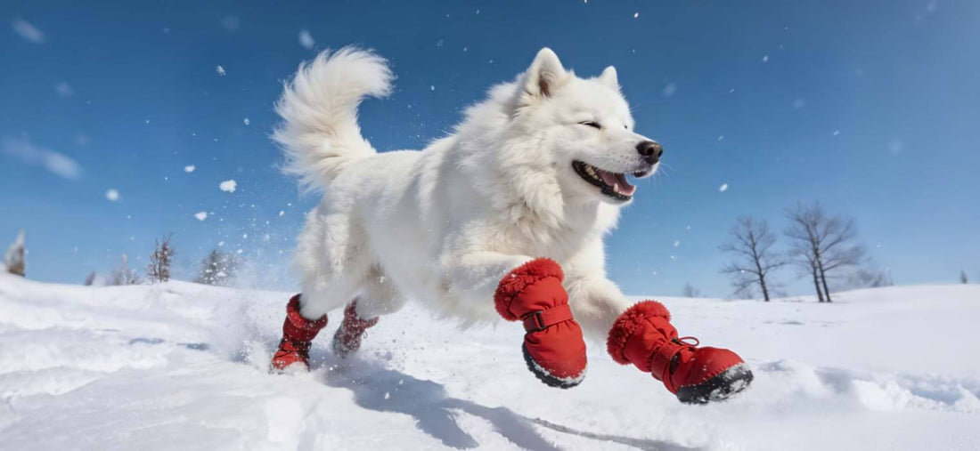 Do dogs need to wear boots in the snow? A happy white dog running safely in red winter boots, protected from ice and cold.