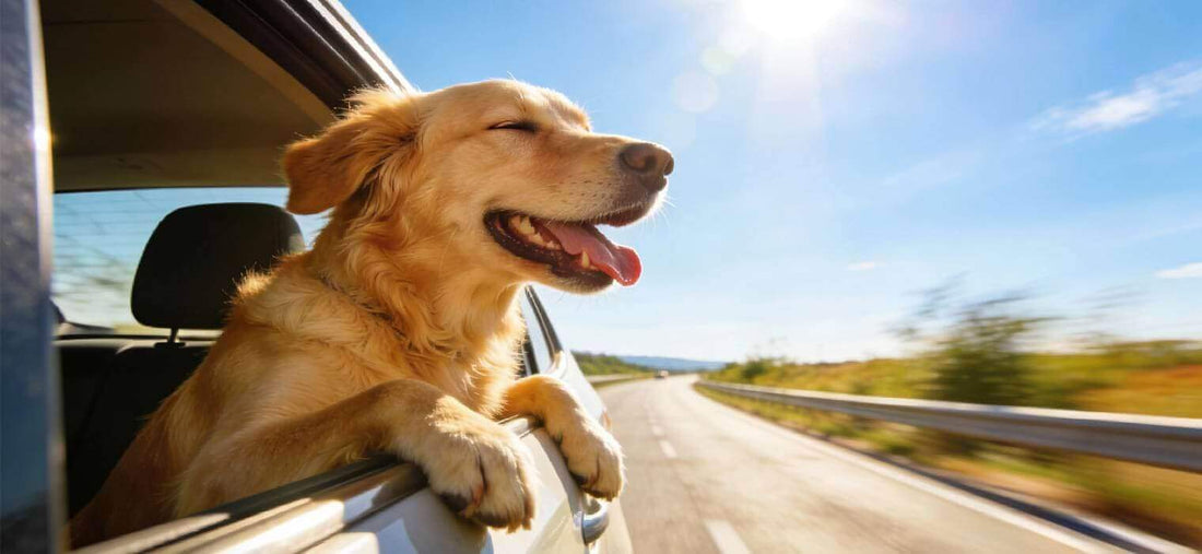 Traveling With Pets: Happy Golden Retriever smiling with head out of car window on a sunny road trip.