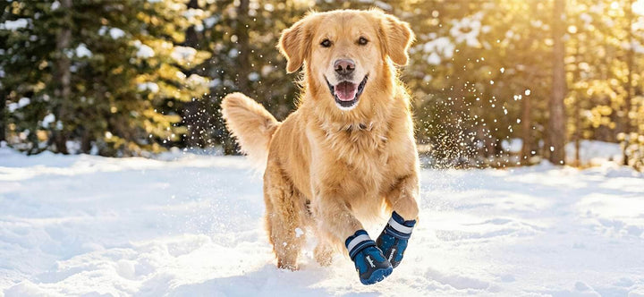 Do dogs need snow shoes? A happy Golden Retriever running freely in the snow wearing protective blue winter boots, demonstrating safe winter exercise.