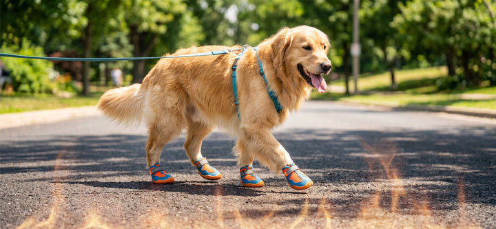 Hot Pavement Dogs: How to Protect Paws from Summer Heat?