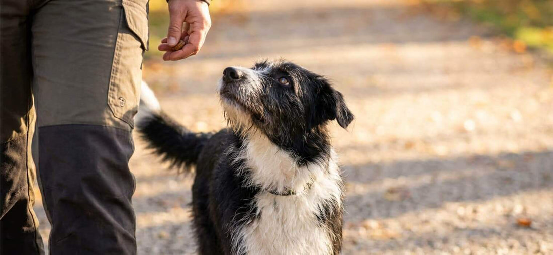 How to train dog to heel by using high value treats to maintain eye contact and focus during the walk.